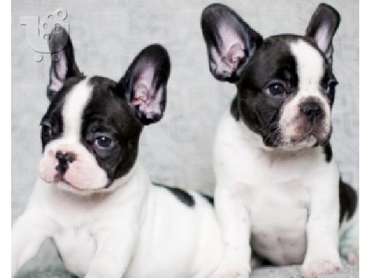 PoulaTo: French bulldogs καθαρόαιμα